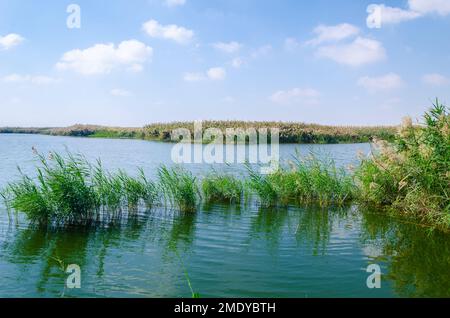 Al Karaana Lagoon, una sosta per gli uccelli migratori in Qatar Foto Stock