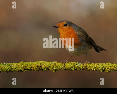 Un robin adulto arroccato su un ramo coperto di lichene, guardando a sinistra con uno sfondo pulito. Fotografato a gennaio su terreni agricoli nel Wiltshire. Foto Stock