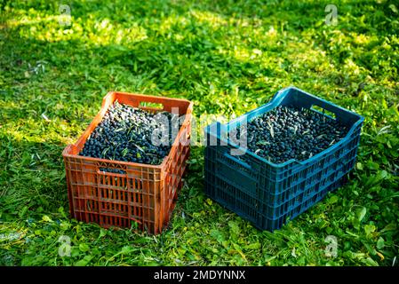 cesto di olive raccolte , raccolta di olive fresche e confezionate in scatole di plastica Foto Stock