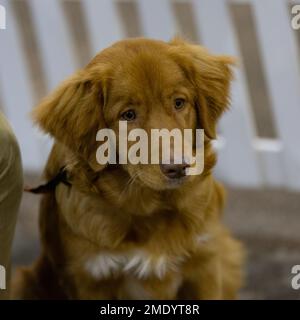 Un cane da ritriever Tolling Duck della Nuova Scozia Foto Stock