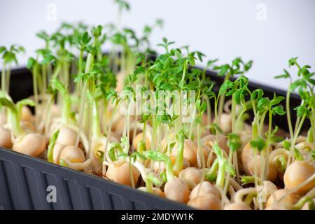 Primo piano di piselli microgreens con semi e radici. Germogliare Microgreens. Germinazione del seme a casa. Concetto vegano e di alimentazione sana. Piselli germogliati se Foto Stock