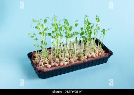 Primo piano dei microgreeni di piselli con semi e radici su sfondo blu. Microgreens germoglianti. Germinazione di seme nel paese. Vegan e mangiare sano. Sprou Foto Stock