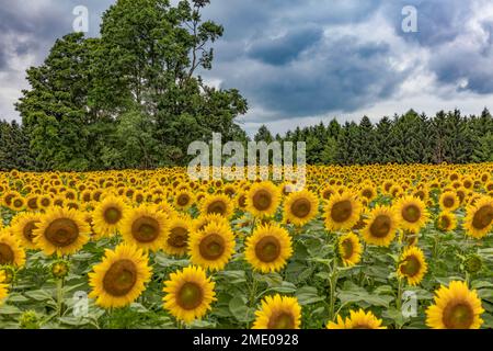 Un campo di girasoli contro il cielo nuvoloso nell'Ontario meridionale, Canada. Foto Stock