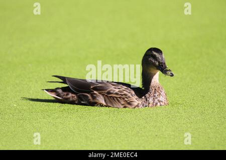 Un bel primo piano di un'anatra di mallardo sull'acqua con algea Foto Stock