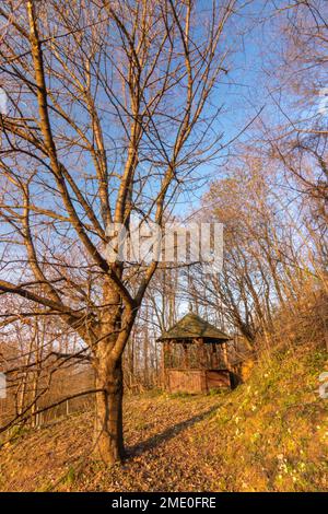 Un vecchio albero di legno verde sulla collina vicino a Požega Foto Stock
