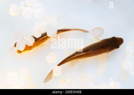 pesce a forma di yin yang con petali di fiori intorno Foto Stock