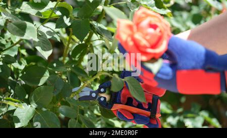 Primo piano del giardiniere con i secateurs che tagliano i fiori sul cespuglio di rosa. Foto Stock
