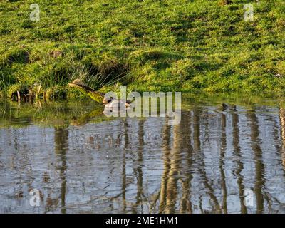 Teal su un laghetto ghiacciato con riflessi dal paesaggio Foto Stock