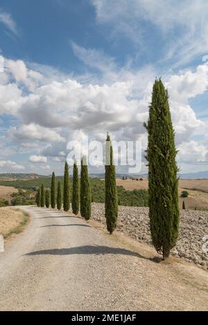 Iconici cipressi lungo una strada bianca sterrata in Toscana, Italia. Foto Stock