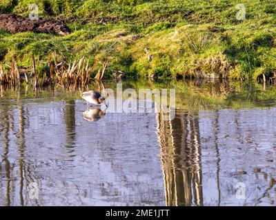 Teal su un laghetto ghiacciato con riflessi dal paesaggio Foto Stock