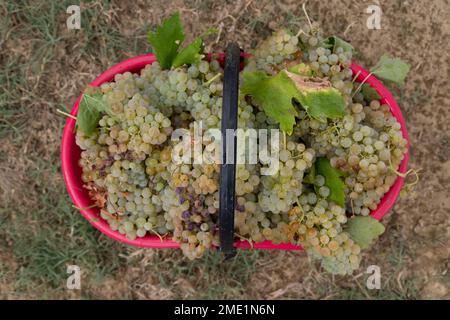 Primo piano di cesto rosso pieno di uva vernaaccia verde alla vendemmia in autunno a Pietraserena, San Gimignano, Toscana, Italia. Foto Stock