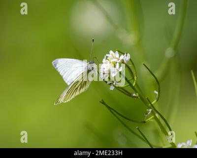 Farfalla bianca con venature verdi sulla senape all'aglio Foto Stock