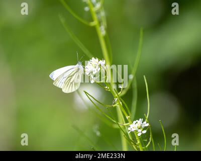 Farfalla bianca con venature verdi sulla senape all'aglio Foto Stock