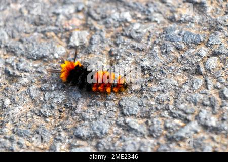 Meraviglioso bruco color arancio peloso e nero su asfalto a Para Heredia Costa Rica in America Centrale. Foto Stock