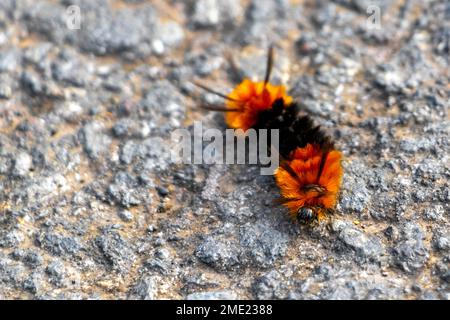 Meraviglioso bruco color arancio peloso e nero su asfalto a Para Heredia Costa Rica in America Centrale. Foto Stock