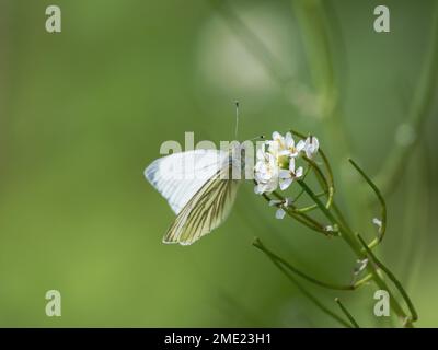 Farfalla bianca con venature verdi sulla senape all'aglio Foto Stock