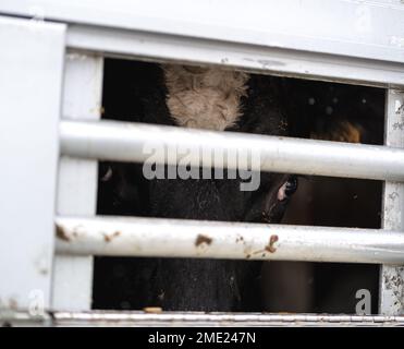 Trasporto di mucche per il macello in Cechia Foto Stock