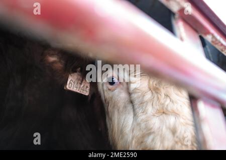 Trasporto di mucche per il macello in Cechia Foto Stock