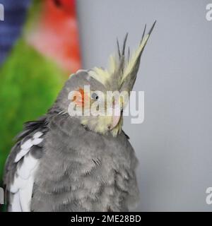 Un primo piano di un carino pappagallo di Corella grigio con guance rosse e lunghe piume all'interno Foto Stock