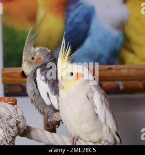 Un primo piano di un carino pappagallo di Corella bianco con guance rosse e piume lunghe sulla testa arroccato su una corda accanto ad una Corella grigia all'interno Foto Stock