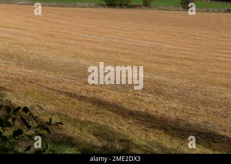 Un campo di pascolo che è stato trattato con weedkiller (erbicida). L'erba è passata arancione dopo il trattamento chimico. Foto Stock