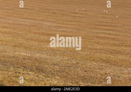 Un campo di pascolo che è stato trattato con weedkiller (erbicida). L'erba è passata arancione dopo il trattamento chimico. Foto Stock