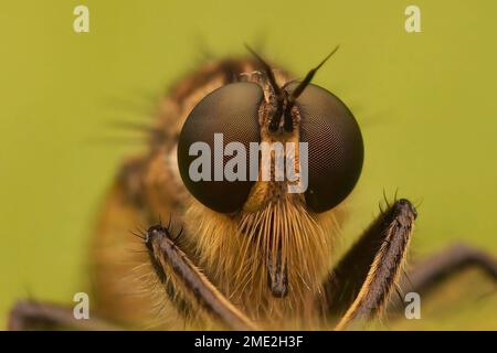 Primo piano facciale naturale su una pelosa Robberfly dalla linguetta dorata, Eutolmus rufibarbis su uno sfondo verde sfocato Foto Stock