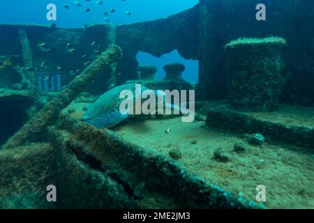 Tartaruga Chelonia Mydas che striscio sulla superficie di un vecchio edificio coperto di alghe sotto acqua blu di mare pulito Foto Stock