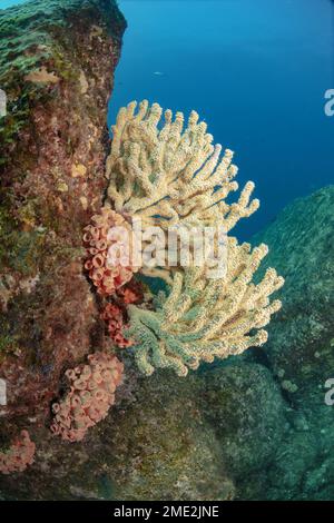 Vari coralli che crescono su una superficie irregolare di massi in acque blu di mare Foto Stock