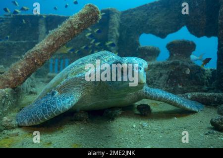 Tartaruga Chelonia Mydas che striscio sulla superficie di un vecchio edificio coperto di alghe sotto acqua blu di mare pulito Foto Stock