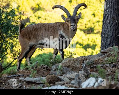 Capra Pyrenaica con pelliccia marrone e corna grandi che camminano sul pendio roccioso vicino agli alberi in tempo soleggiato Foto Stock