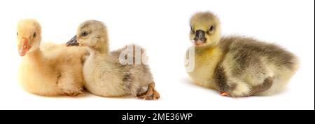 Due piccoli gosling isolati su sfondo bianco Foto Stock