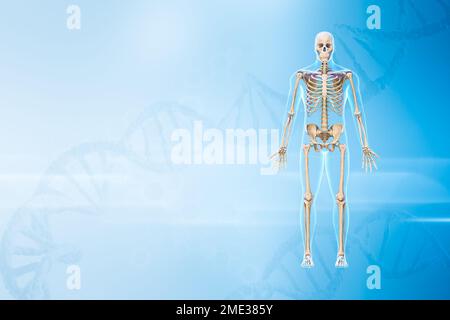 Scheletro maschile umano con vista anteriore del corpo 3D rappresentazione grafica con spazio di copia e sfondo del DNA. Anatomia, medicina e sanità, biologia, io Foto Stock