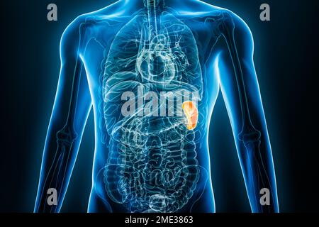 Immagine dell'organo interno della milza radiogena 3D con contorni del corpo maschile. Anatomia umana, medicina, biologia, scienza, concetti sanitari. Foto Stock