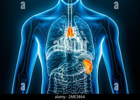 Timo di raggi X e organo interno della milza 3D che rendono illustrazione con i contorni del corpo maschile. Anatomia umana, sistema linfoide, medico, biologia, scienza, lui Foto Stock