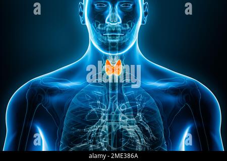 Vista radiografica anteriore o anteriore della ghiandola tiroidea 3D che mostra i contorni del corpo maschile. Anatomia umana, medicina, biologia, scienza, salute Foto Stock