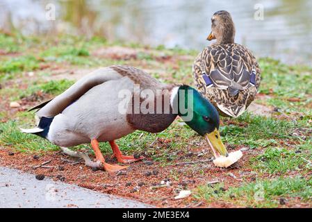 Mallard maschio anatra mangiare pane ( Anas platyrhynchos ) Foto Stock