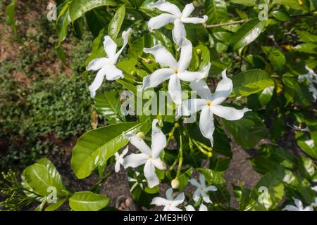 Tabernaemontana divaricata Foto Stock