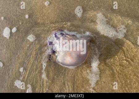 Una medusa morta si è lavata a terra sulla sabbia a Bibione in Italia. Rhizostoma pulmo, comunemente noto come il barile di medusa, o di medusa-coperchio di pattumiera. Foto Stock