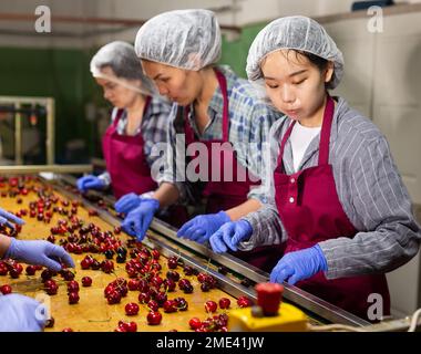 Donne internazionali che smistano le ciliegie Foto Stock