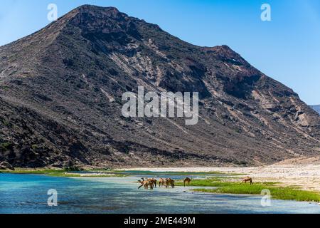 Oman, Dhofar, Salalah, cammelli che bevono dal fiume Wadi Ashawq Foto Stock