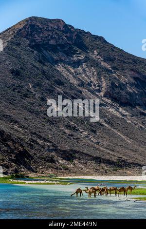 Oman, Dhofar, Salalah, cammelli che bevono dal fiume Wadi Ashawq Foto Stock