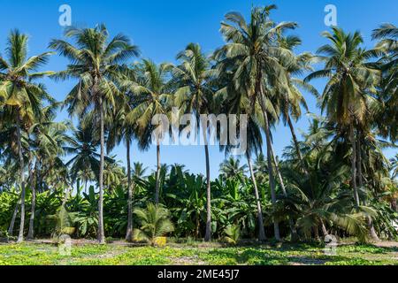 Oman, Dhofar, Salalah, palme in oasi verde Foto Stock