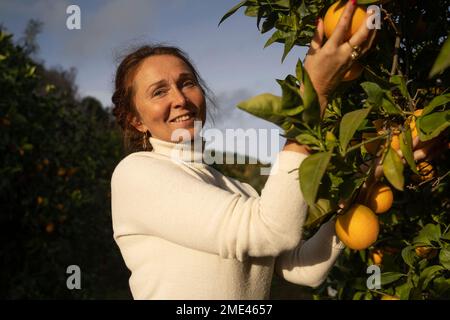 Sorridente contadino che raccoglie arance fresche da albero in frutteto Foto Stock