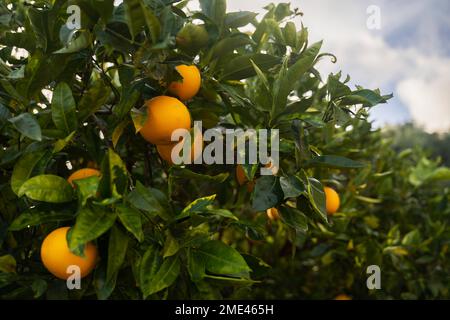 Arance fresche mature appese sull'albero in frutteto Foto Stock