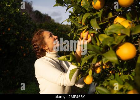 Donna matura che raccoglie arance fresche da albero a frutteto Foto Stock