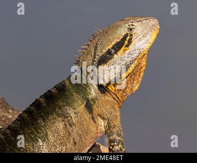 Testa del drago d'acqua orientale, Intellegama leseurii, con gola arancione di maschio riproduttore, sullo sfondo di acqua nel parco cittadino in Australia Foto Stock