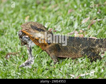 Drago d'acqua orientale, Intellegama leseurii, mangiare carcassa di pulcino di uccelli acquatici nel parco cittadino in Australia Foto Stock