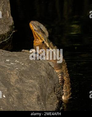 Drago d'acqua orientale, Intellegama leseurii, con gola arancione di breedingon una roccia dopo l'emersione dall'acqua scura di un lago nel parco cittadino in Australia Foto Stock