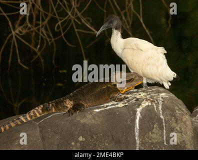 Ibis bianco per le nascenti. Threskiornis molucca, sulla roccia accanto al lizard del drago d'acqua orientale, Intellegama leseurii, nel parco cittadino in Australia Foto Stock